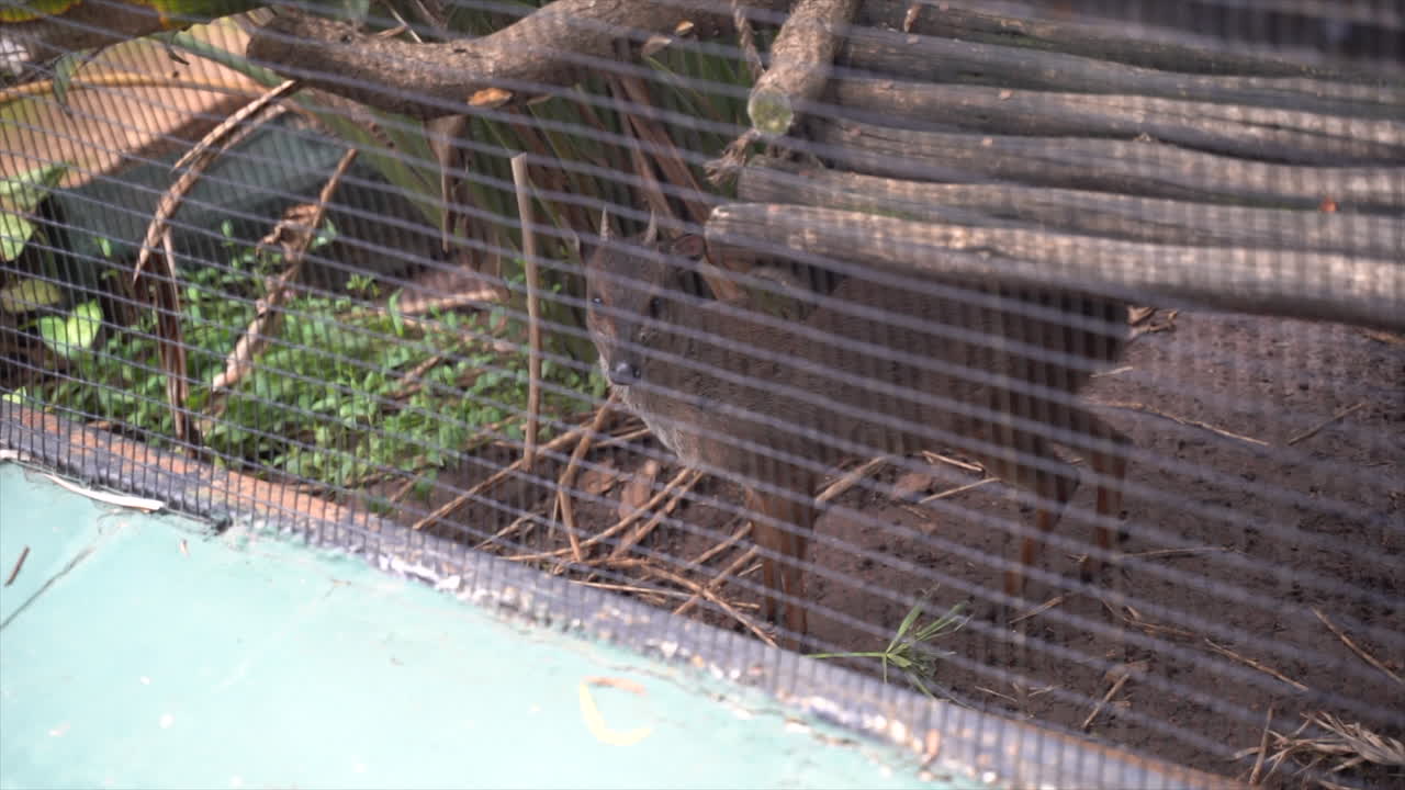antílope duiker en el recinto del zoológico sudafricano, disparo lento continuo
