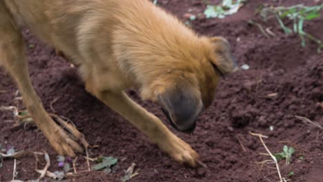 a german sheppard pup happily helps dig into the soil while a lady digs with a hoe next to him