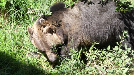 The-motion-of-a-brown-bear-walking-near-a-pond-with-4k-resolution