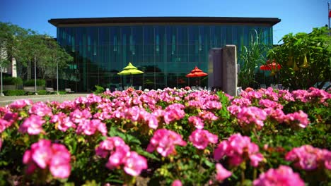 beautiful botanical pink flower bed at whitby public library on a summer's day in canada