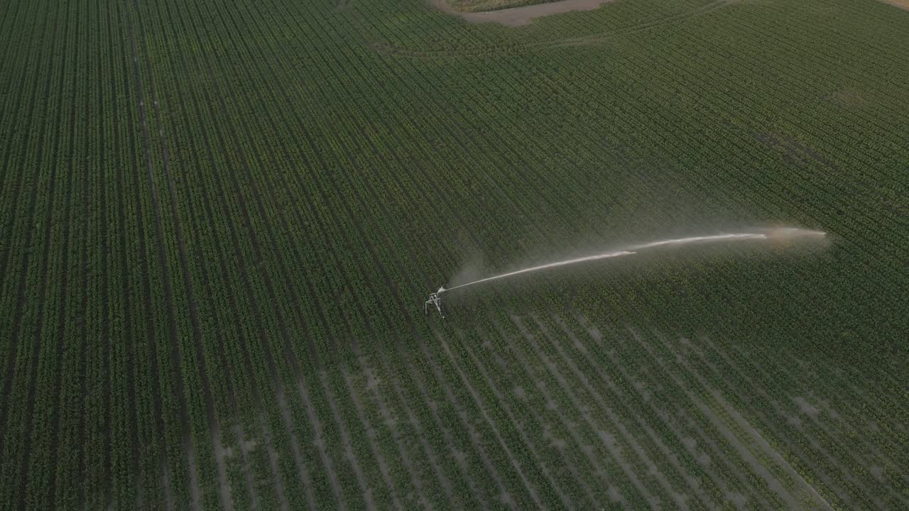 imágenes de drones de rociadores de riego de campo rociando agua al atardecer