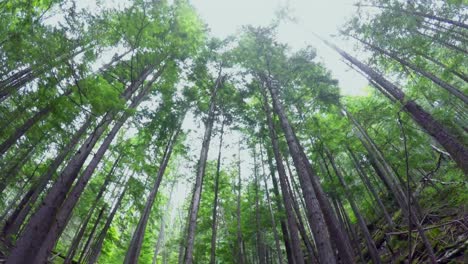 mother carrying baby in carrier backpack standing in forest 4k