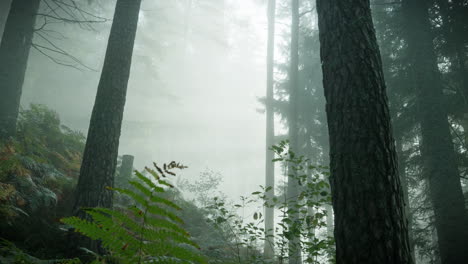 a shot of a forest with a lot of fog, which creates a very diffuse light with the sun. a green fern is visible in the foreground on the left and several trees behind it.