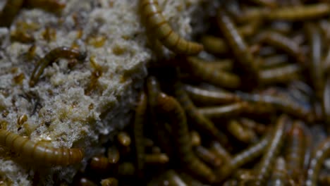 The-Mealworm-is-a-species-of-Darkling-Beetle-used-to-feed-pets-like-fish,-snakes,-birds,-and-frogs