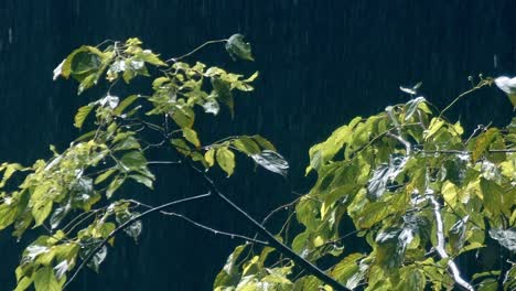 woodland drenching rainfall, torrential showers, dark evening scenery