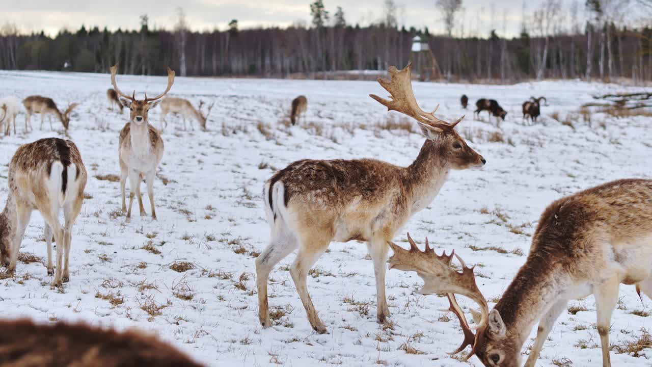 Graceful deer herd moves calmly through snowy field under morning sunlight