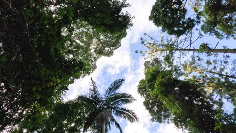 view of forest canopy and sky