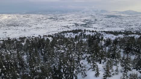 Invierno-Panorámico-Del-Bosque