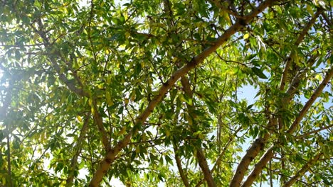 ramas verdes en el bosque