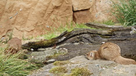 two-Adult-Yellow-Mongooses-sitting-on-a-rock-and-Looking-Around