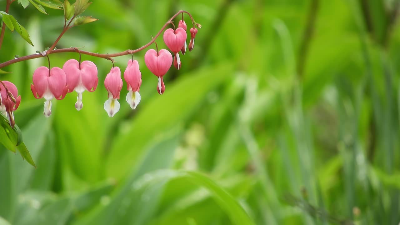 비에 푸른 잔디