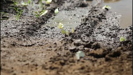 butterflies near a puddle in muddy ground