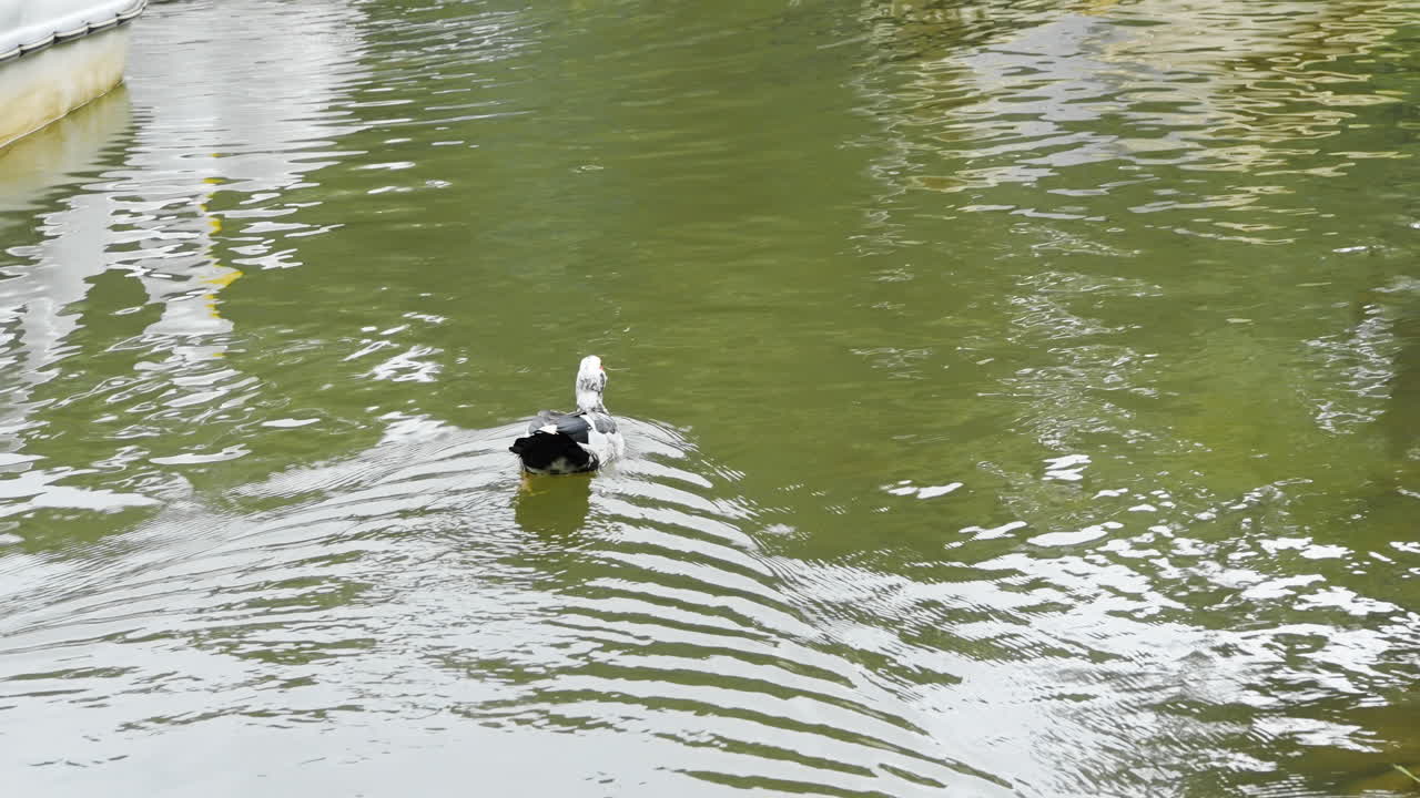 pato blanco y negro nadando en un lago en un parque