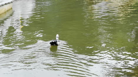 Black-and-white-duck-swimming-on-a-lake-in-a-park
