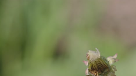 cerca de la abeja melífera despegando de la flor en el jardín de primavera