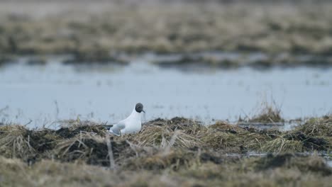 gaviota de cabeza negra caminando en el campo en busca de comida comiendo migración de primavera