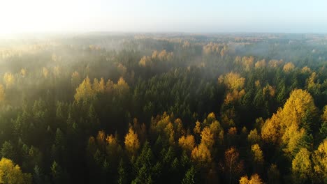 seasonal forest aerial view in fall and early morning sunlight with fog