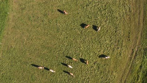 Catlle-herd-grazing-on-mountain-pasture,-aerial-footage,-rural-scene,-4k-UHD,-dairy-farm,-traditional-agriculture,-birds-eye-view-from-above