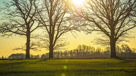 Timelapse-Estático-Del-Sol-Excediendo-El-Cenit-Sobre-Un-Grupo-De-árboles-Y-Prados