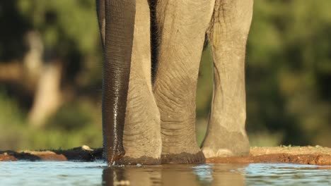 medium closeup of an african elephant's legs and trunk while drinking at a waterhole in beautiful sunlight, mashatu game reserve