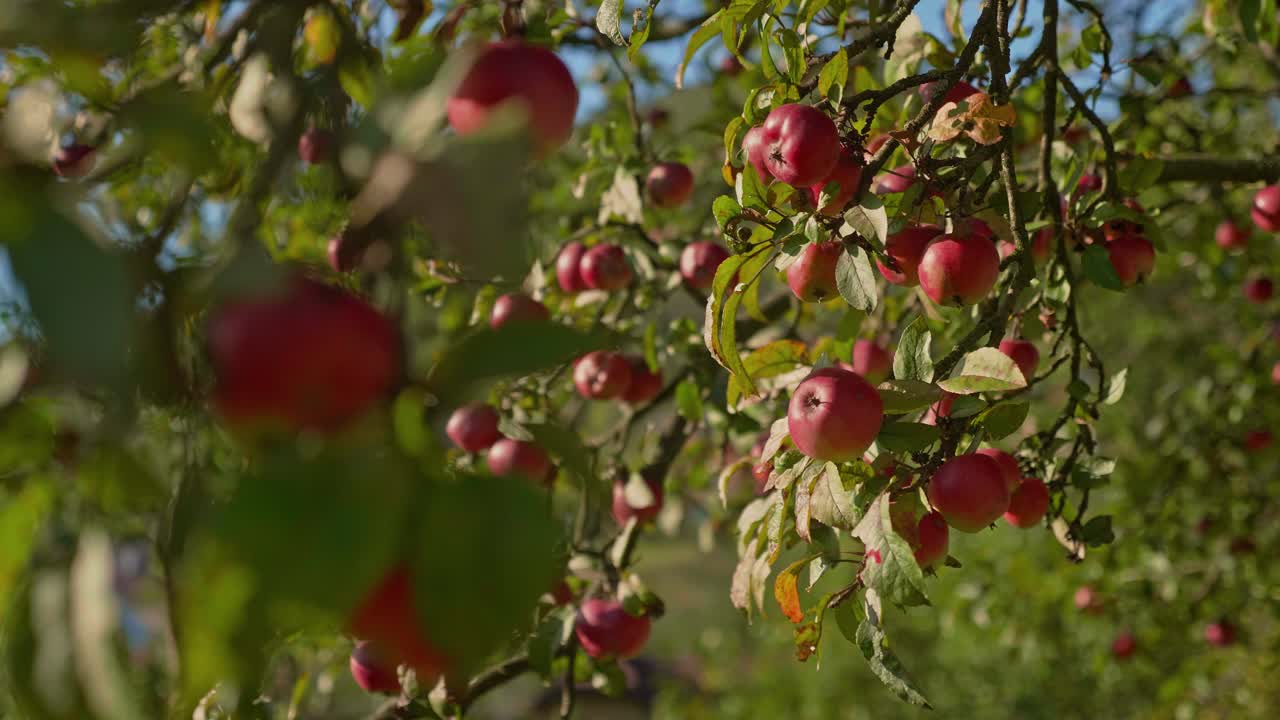 manzanas rojas en una rama de árbol