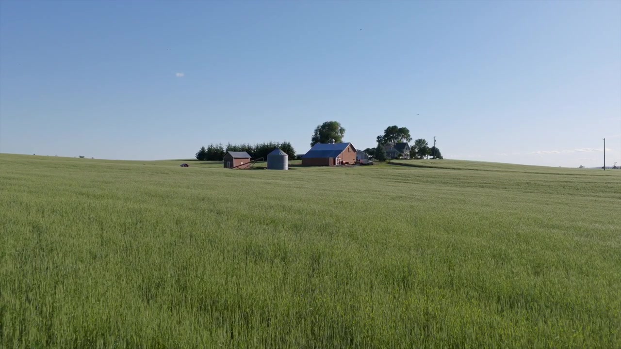 Passaggio aereo a bassa quota su un campo di grano verde lussureggiante vicino a Spokane, WA, in avvicinamento a una fattoria con fienili e silos