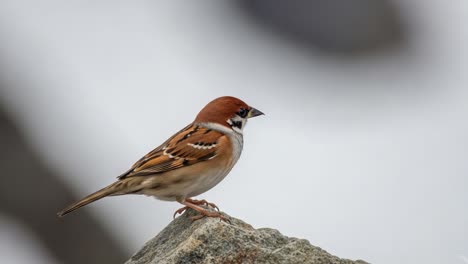 a captivating close-up of an elegant sparrow perched on a rock, showcasing its detailed feathers and unique color patterns in a natural setting