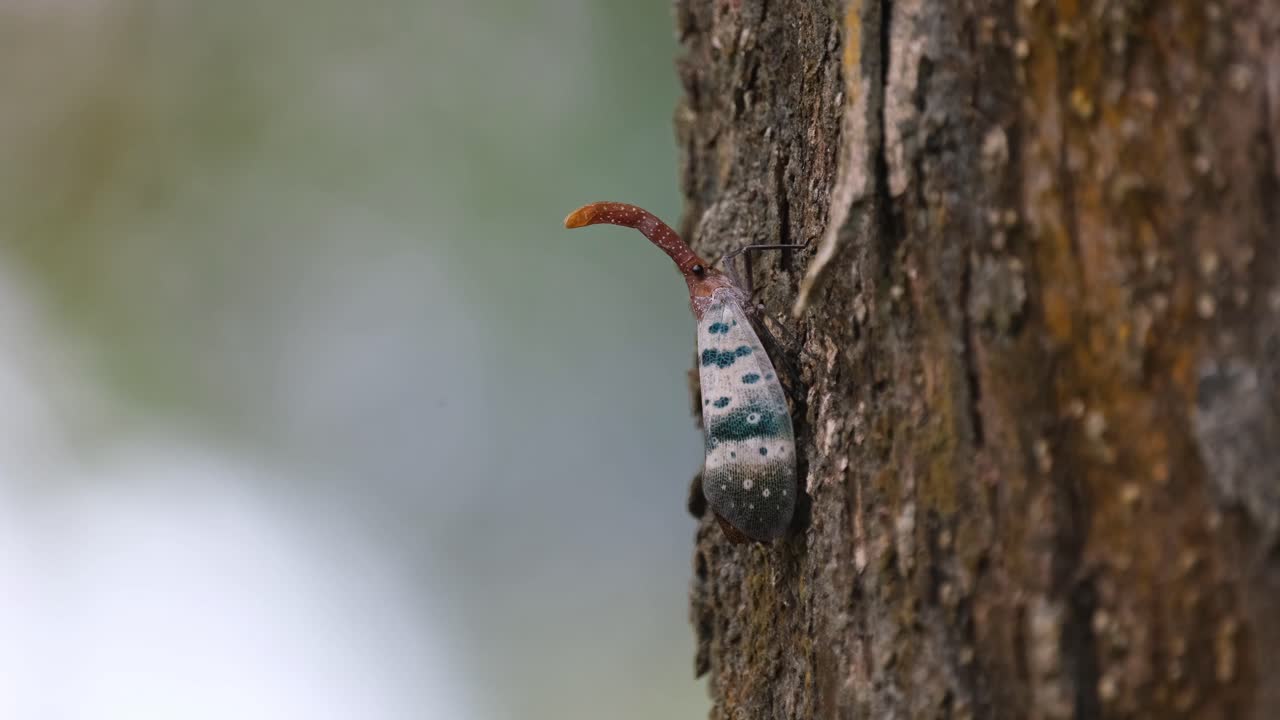bokeh moviéndose con el viento, mosca linterna, pyrops ducalis sundayrain, parque nacional khao yai, tailandia, visto en el lado de la corteza hacia arriba mirando hacia la cámara.