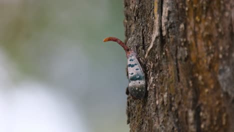 Seen-on-the-side-of-the-bark-facing-up-looking-towards-the-camera,-some-insects-flying-around,-bokeh-moving-with-the-wind,-Lanternfly,-Pyrops-ducalis-Sundayrain,-Khao-Yai-National-Park,-Thailand