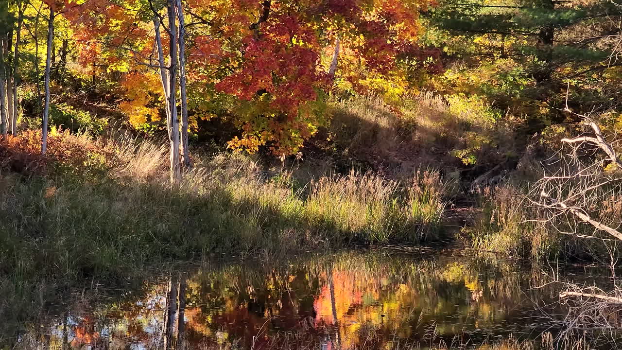 pequeño estanque rodeado de un bosque vibrante de otoño temprano en la mañana tarde reflejo de la luz en el agua