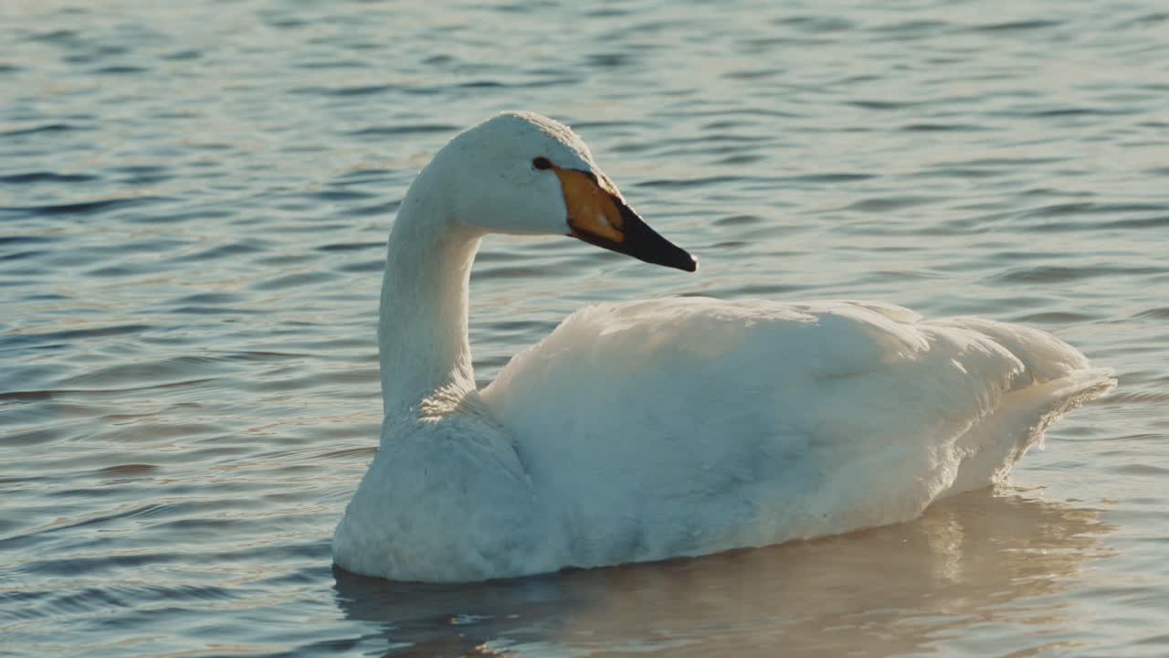 cisne blanco en un lago