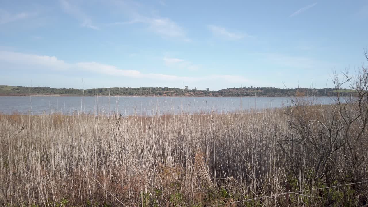 lago o laguna de la medina en el paisaje de juncos en jerez de la frontera, españa, panorámica izquierda