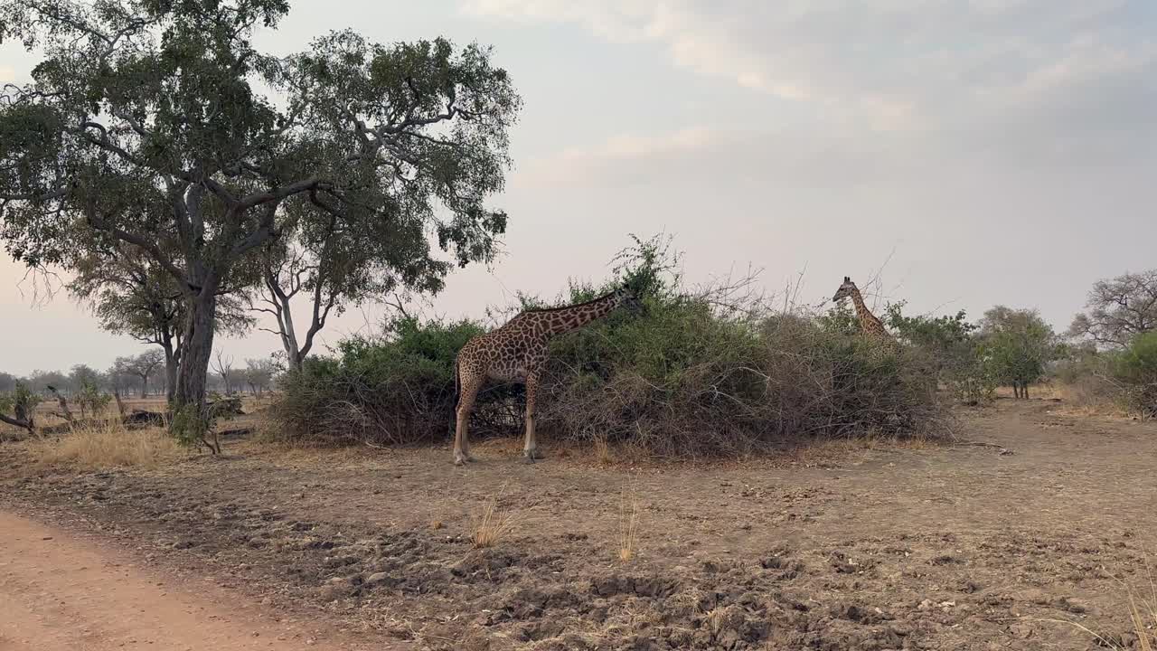 두 마리의 토니크로프트 지라프 (giraffa camelopardalis thornicrofti) 가 잠비아의 사우스 루앙가 국립공원에서 건조한 계절에 잎을 먹고 있다.