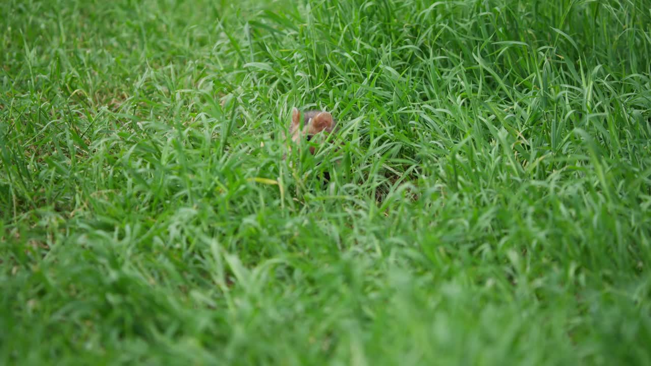 Hamster som letar mat i långt gräs, delvis dold när den svänger höger, rör sig från mitten till vänster och pausar för att titta upp mot kameran i en lugn ängsscen.