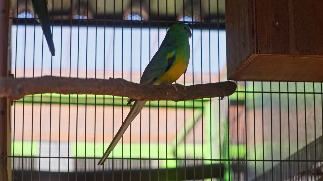 Green and yellow parrot perched on branch in cage, upward angle establishing in captivity enclosure