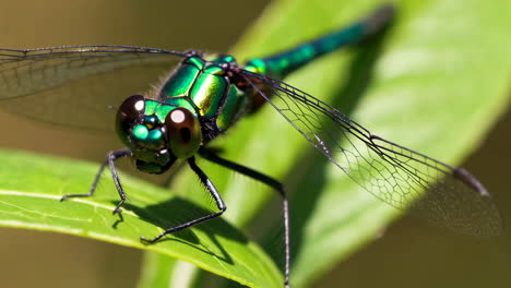vibrant green dragonfly perched on a leaf
