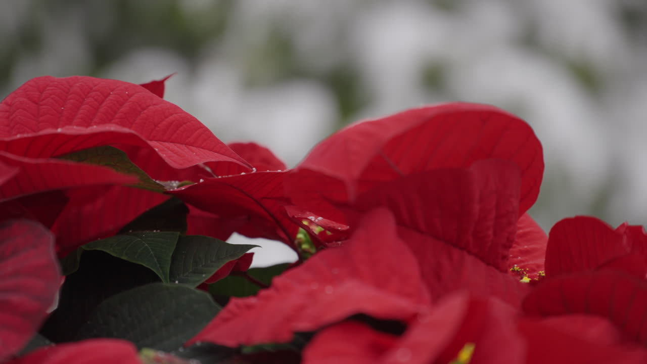 Close-up, folhas de poinsétia vermelho-vivo com um fundo nevado