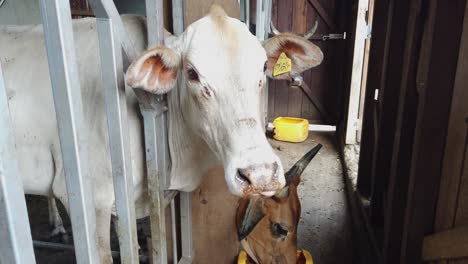 White-cow-face-chews,-looks-at-camera