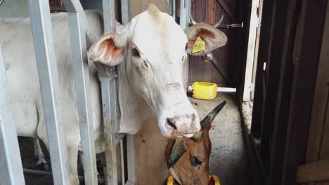 white cow face chews, looks at camera