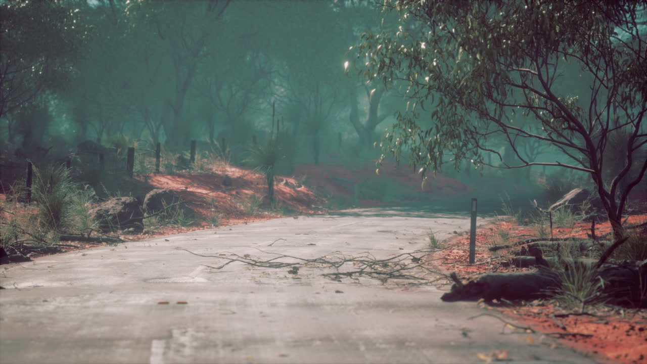 Beautiful tree lined road in the Tunnel of Trees