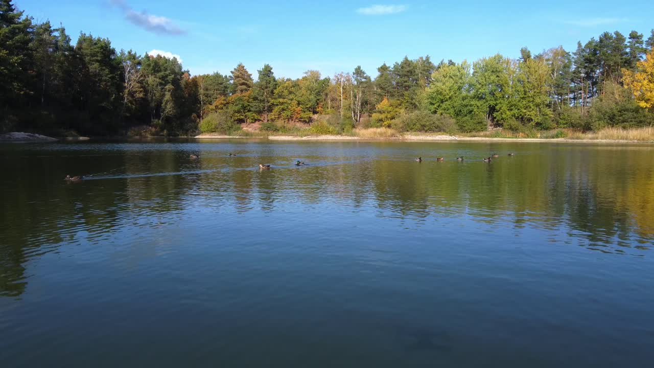 медленный полет дрона через уток, спокойно плавающих в озере в германии