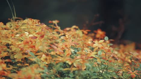 colorful undergrowth in the autumn forest