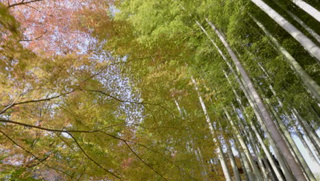 in autumn, the japanese bamboo forests have a very special energy, ideal for contemplating every detail offered by their colors and shapes