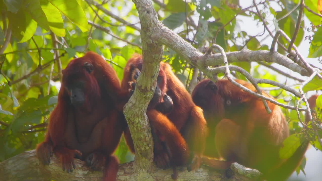 Looking down from canopy, Red Howler monkeys groom and bond, displaying close social interactions.