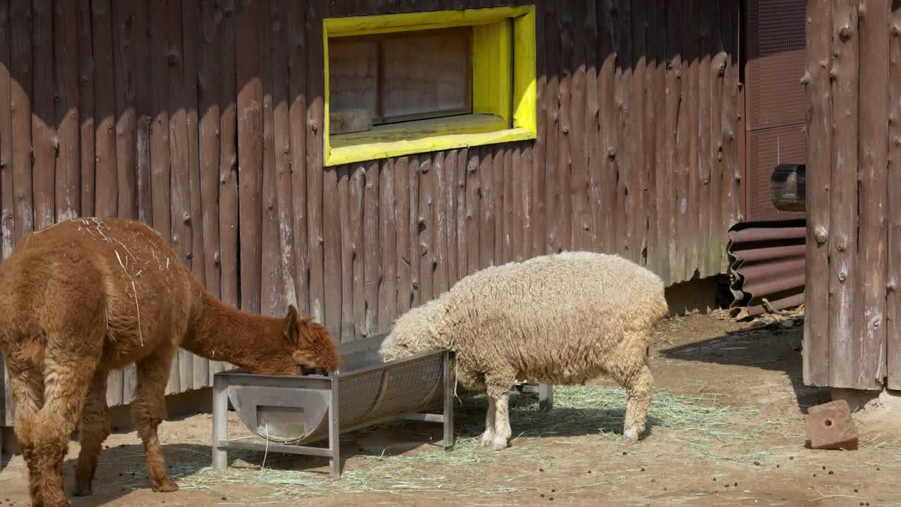 alpaca marrón y oveja comiendo comida en el mismo comedero y compartiendo el recinto en una granja en seúl, corea del sur - toma completa fija