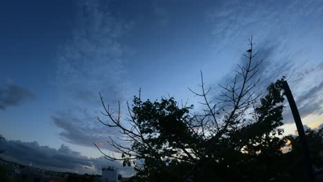 timelapse of a cotton tree