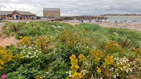 flores amarillas y vistas al mar en escocia