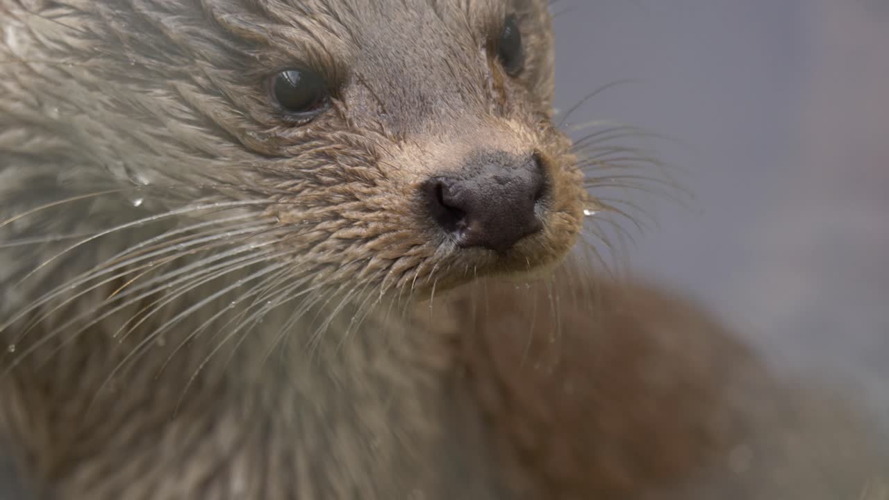 retrato extremo primer plano de una nutria joven y linda siendo curiosa y juguetona, recién salida del río con pelaje espeso y húmedo