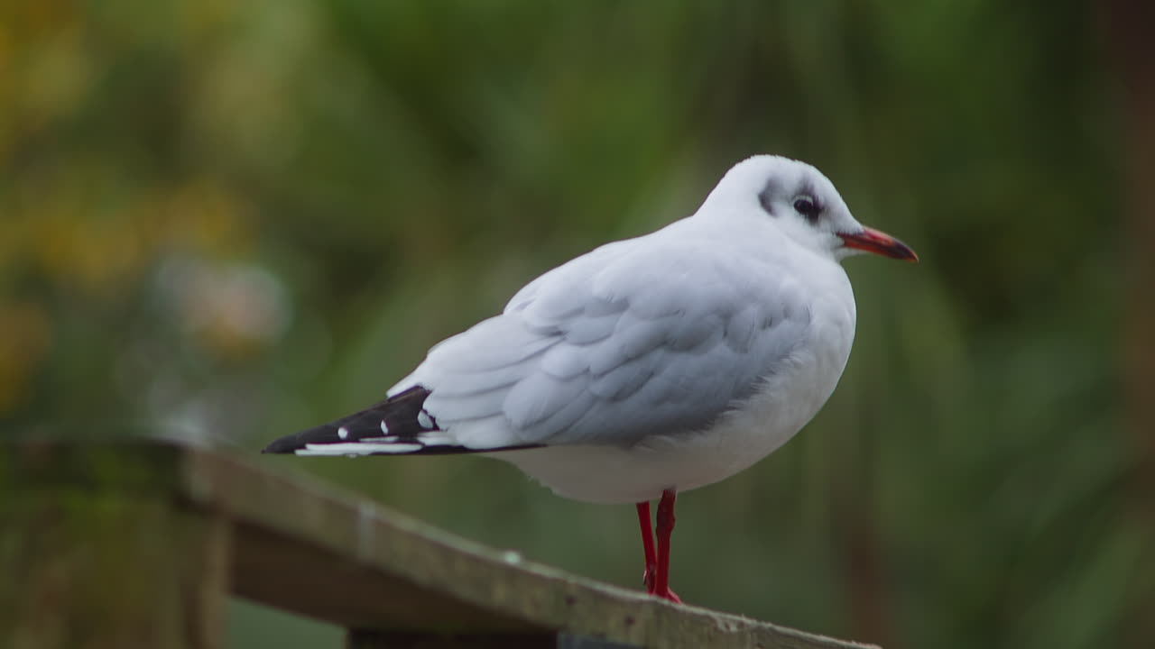 gaviota descansando con fondo de naturaleza bokeh en el parque boscawen en truro, cornwall, inglaterra