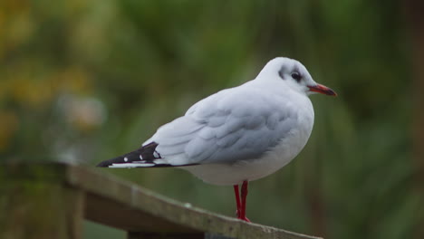 resting seagull with bokeh nature background at boscawen park in truro, cornwall, england